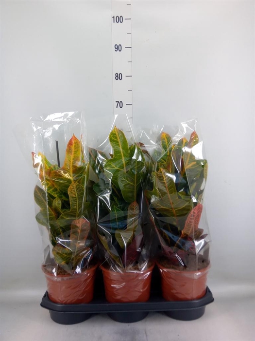 <h4>Codiaeum var. GR 'Excellent'</h4>