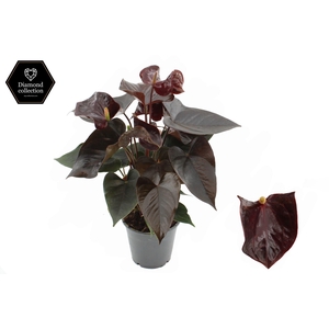 Anthurium 12 cm Vicino in transparant sleeve