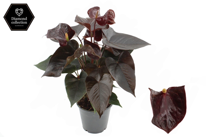 <h4>Anthurium 12 cm Vicino in transparant sleeve</h4>