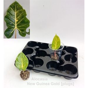 Alocasia macr. New Guinea Gold [Plugs]