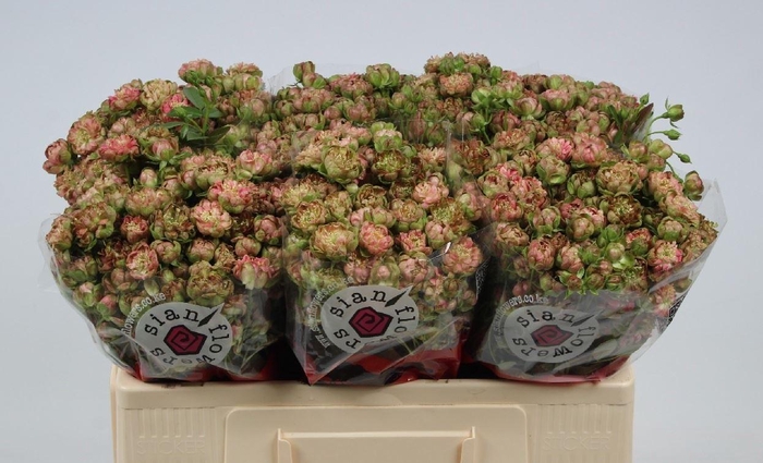 <h4>ROSA TR 'WILD RADISH'</h4>