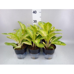 Aglaonema   ...