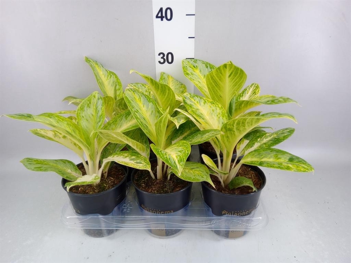 <h4>Aglaonema   ...</h4>