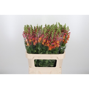 Antir Avignon D Oran