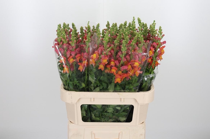 <h4>Antir Avignon D Oran</h4>