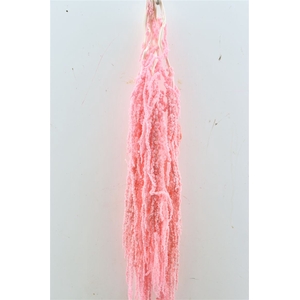 Pres Amaranthus Caud Lightpink Bunch