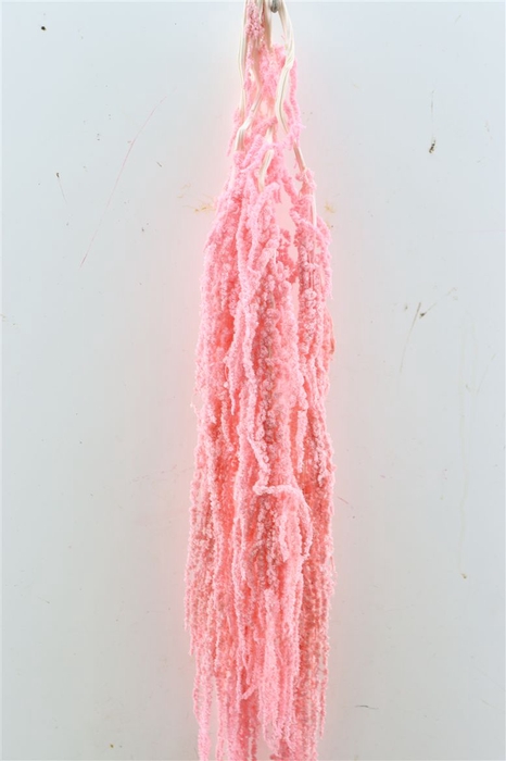 <h4>Pres Amaranthus Caud Lightpink Bunch</h4>