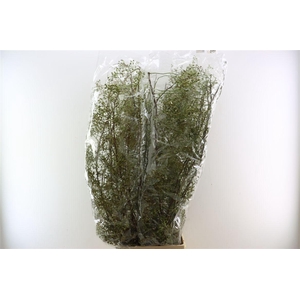 Rosa Corallo 120cm Ptk