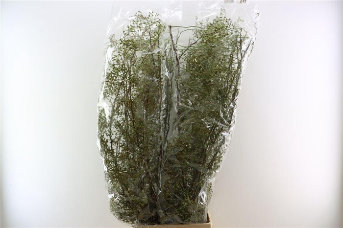 <h4>Rosa Corallo 120cm Ptk</h4>