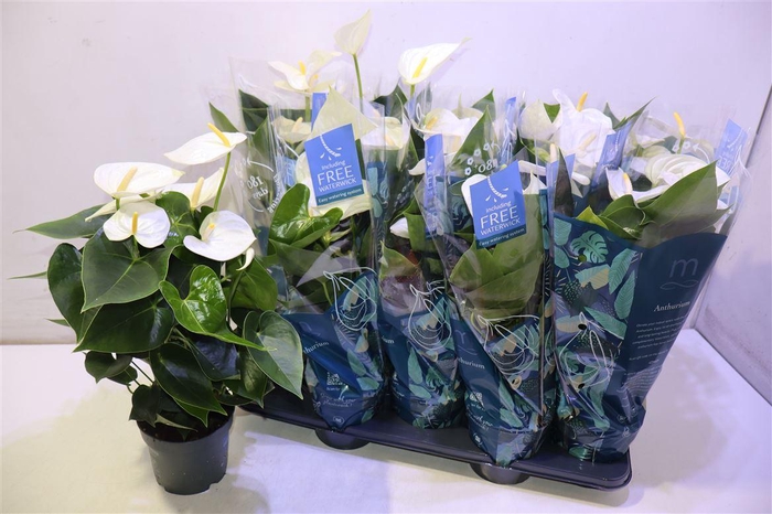 <h4>Anthu Karma White</h4>