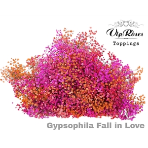 GYPS PA FALL IN LOVE