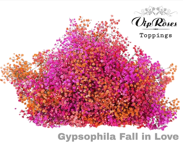 <h4>GYPS PA FALL IN LOVE</h4>