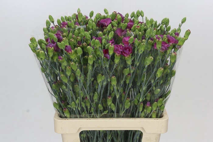 <h4>Dianthus Sp Solomio Mysteryfly</h4>