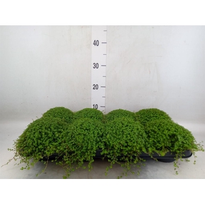 Soleirolia soleirolii   ...green