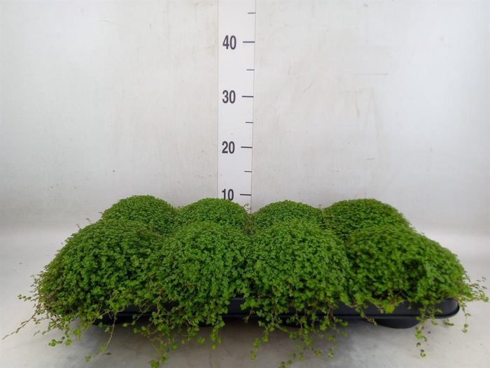<h4>Soleirolia soleirolii   ...green</h4>
