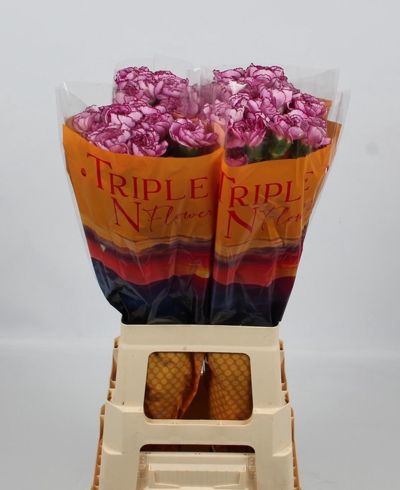 <h4>DI ST ROYAL DAMASCUS</h4>