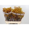 Anigozanthos Gold Fever