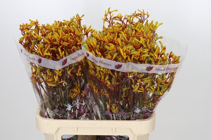 Anigozanthos Gold Fever