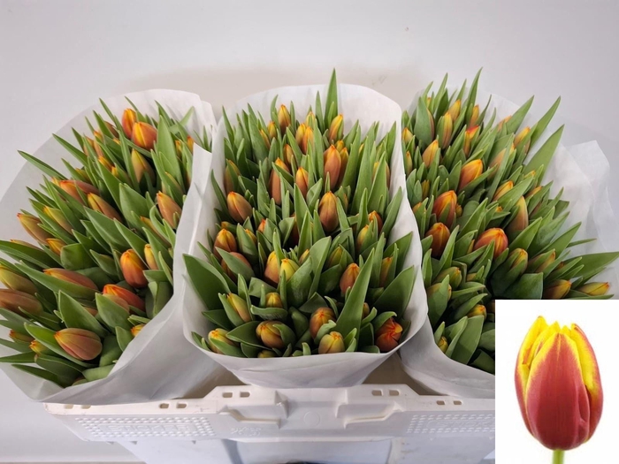 <h4>TU EN DOW JONES</h4>