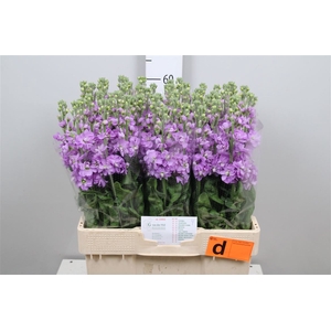 Matth Figaro Lavendel