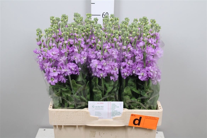 <h4>Matth Figaro Lavendel</h4>