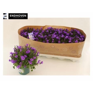 Camp Portenschlagian