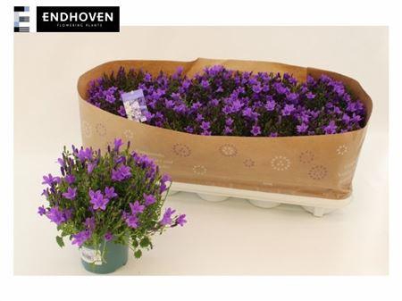 <h4>Camp Portenschlagian</h4>