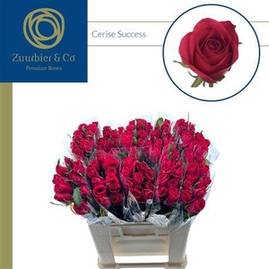 R Gr Cerise Success