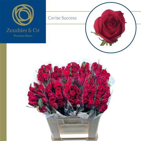 <h4>R Gr Cerise Success</h4>