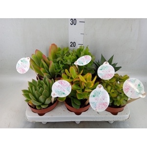 Succulents   ...
