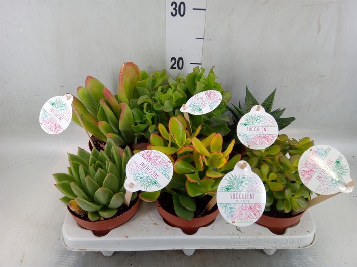 <h4>Succulents   ...</h4>