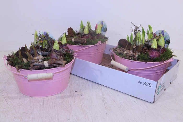 <h4>ARR BOL KNOLGEWAS</h4>