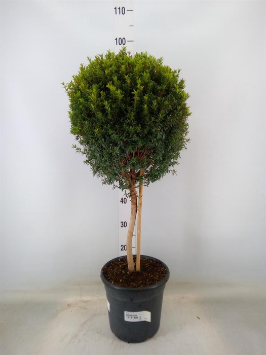 <h4>Myrtus communis</h4>