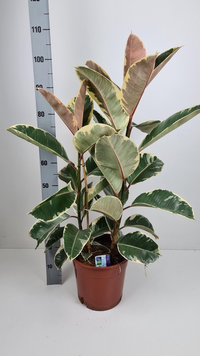 <h4>FIC EL TINEKE</h4>