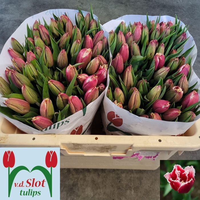 <h4>TU FR CANASTA</h4>