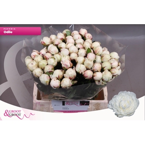 Paeonia Odile
