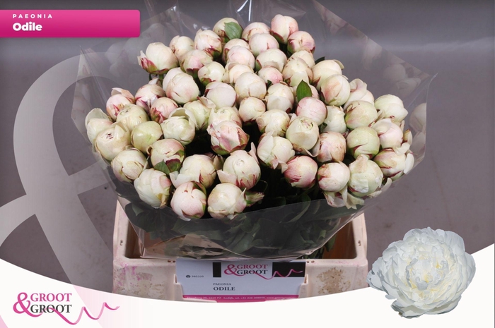 <h4>Paeonia Odile</h4>