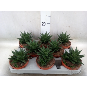Haworthia limifolia