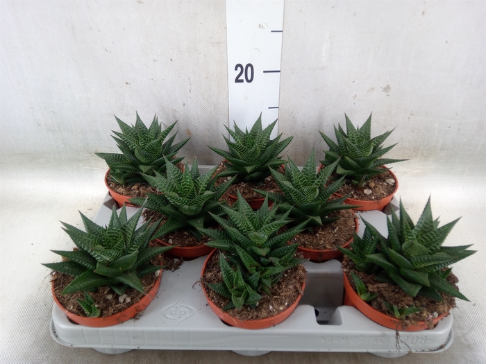<h4>Haworthia limifolia</h4>