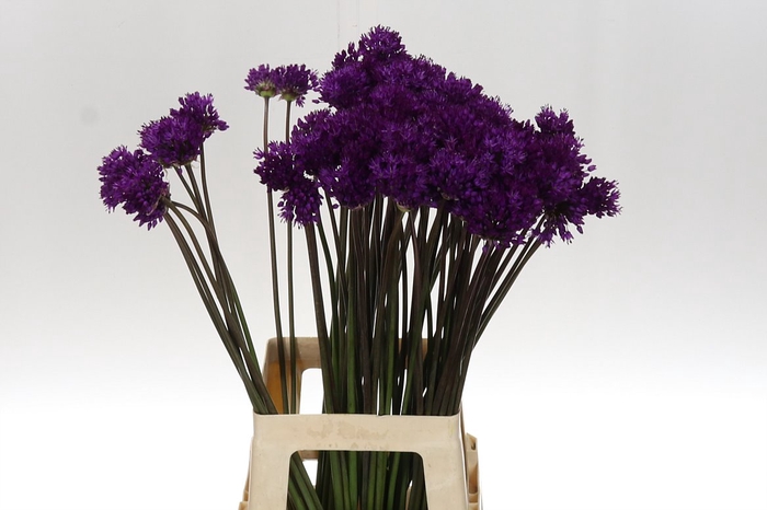 <h4>Allium Purple Sens 75 Nl</h4>