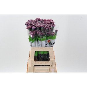 Di St Tinted Hollandia