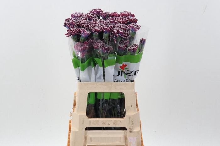 <h4>Di St Tinted Hollandia</h4>