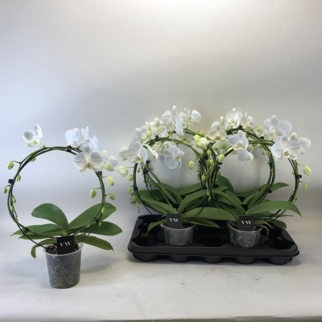 PHAL OV WIT