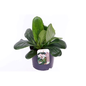 Bergenia Bressingham White