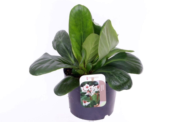 <h4>Bergenia Bressingham White</h4>