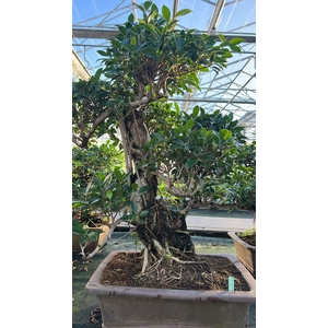 Ficus retusa, pot 46cm. Height 80cm.( single item)