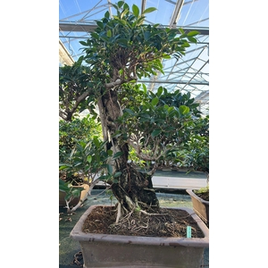 Ficus retusa, pot 46cm. Height 80cm.( single item)