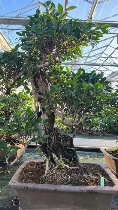 <h4>Ficus retusa, pot 46cm. Height 80cm.( single item)</h4>