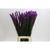 Liatris Callilepis
