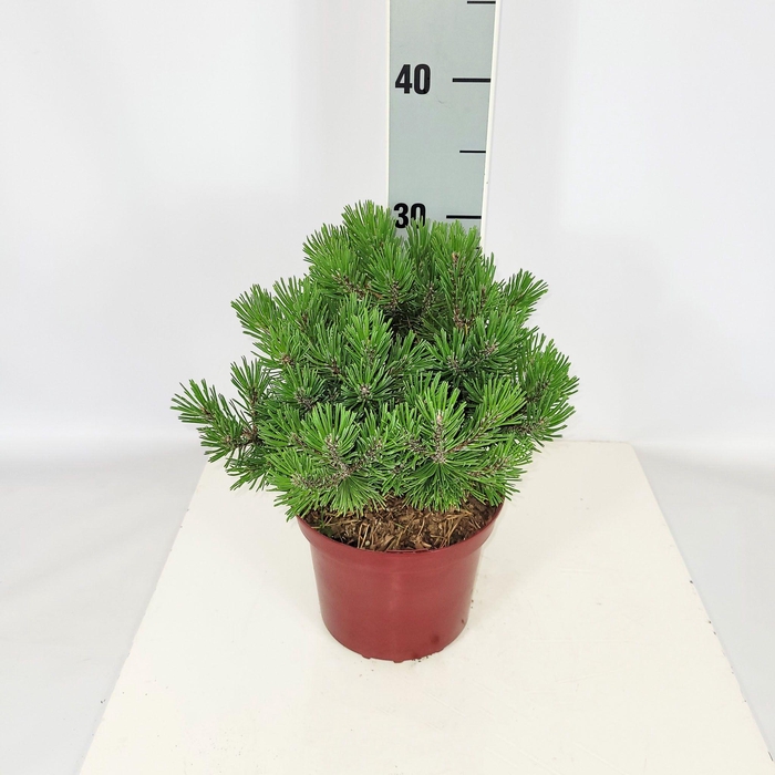 <h4>Pinus mugo 'Mops' C2 15-20</h4>
